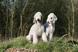 BEDLINGTON TERRIER 225
